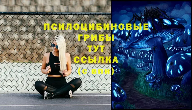 Галлюциногенные грибы Psilocybe  где купить наркоту  shop телеграм  Георгиевск 