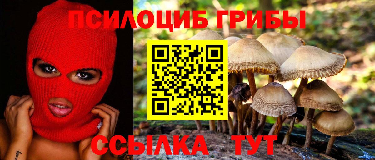 Псилоцибиновые грибы Cubensis Георгиевск